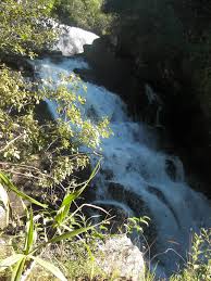 Image result for Zygotritonia atropurpurea