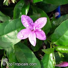 Image result for Eranthemum laxiflorum