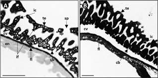 Image result for Philyrophyllum schinzii