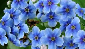 Se in natura esistono diverse. Pianta Con Piccoli Fiori Blu Elenco Dei Colori Blu Con Titoli E Foto Campo Giardino E Coperto