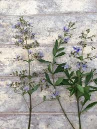 Image result for Abutilon englerianum