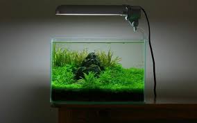 Cara Membuat Aquascape Minimalis Untuk Pemula Mag Fish