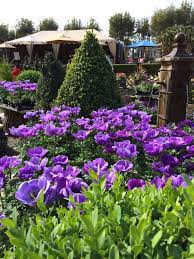 Rogers Garden Newport Beach Rogers Gardens Garden Services Gorgeous Gardens