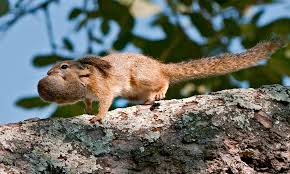 Squirrel Carries Its Baby Back To Nest Coiled Into Tiny Ball Daily Mail Online