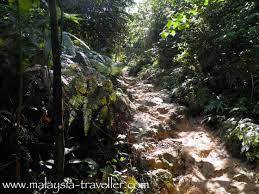 The ayer hitam forest reserve, puchong known as the sultan idris shah forestry education centre (sisfec) to some, is a protected location that serves educational purposes as well as the research on anything related to forest for universiti putra malaysia. Hiking Ayer Hitam Forest Reserve Puchong Hill Selangor Malaysia