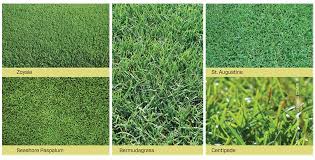 There Are Two General Kinds Of Turf Grasses Available They Are Called Cool Season And Warm Season For Obvious Reas Warm Season Grass Shade Grass Growing Grass