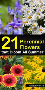 The summer blooms (june to september) can be white, yellow, pink, and red. 21 Perennial Flowers That Bloom All Summer Even From Spring To Fall