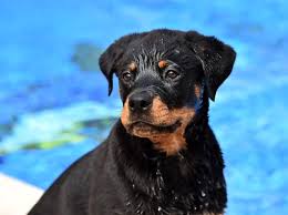 It can either be short or medium length and straight or wavy. Rottweiler Lab Mix What To Know About This Stunning Family Dog Perfect Dog Breeds