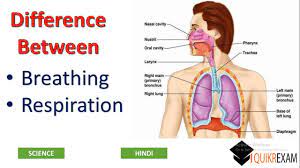 Difference Between Breathing And Respiration Science Hindi Quikr Exam Youtube