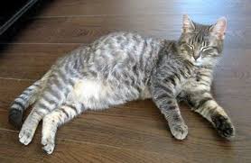 Wann Wird Denn Meine Katze Ihre Babys Bekommen Man Kann Die Bewegungen In Ihren Bauch Schon Spuren Katzen