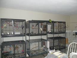 Used Bird Cages For Sale Near Me Parrot Breeding Cages For Sale Used Cages For Sale Parrot Pet Birds