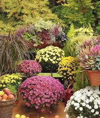 Herbstblumen Fur Balkon Blumenkasten Balkonpflanzen Herbstliche Farben Herbstblumen Bepflanzung Balkonbepflanzung