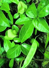 Image result for Macrotyloma maranguense