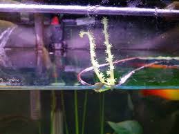 Aponogeton crispus is an aquatic plant species. The Brackish Tank Aponogeton Master Post Aponogetons Are Lovely If
