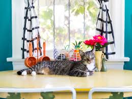 There might be moments when you might want to allow your furball to have free rein of the countertops, but there are also some instances when it's best to set up the kitty equivalent of a keep off sign. Jackson Galaxy On Keeping Your Cats Off The Counters Kitchn