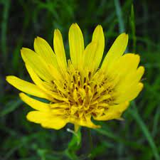 Il giallo potrebbe essere il più allegro dei colori. Piante A Fiori Gialli