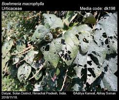 Image result for Boehmeria macrophylla