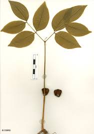 Image result for Intsia