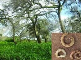 Image result for Faidherbia albida