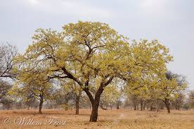 Image result for Cassia abbreviata