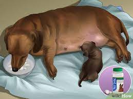 How To Help Your Dog After Giving Birth (With Pictures) - Wikihow