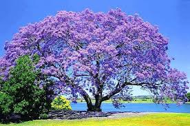 Gold is a theme in california symbols; The Jacaranda Tree Hometown Tree Experts