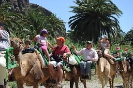 So, what are you waiting for? Gran Canaria Arteara Camel Park Ride With Lunch And Transfers 2021