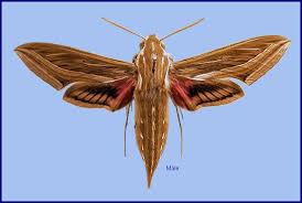 Image result for Hippotion celerio