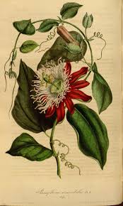 V 3 1847 Flore Des Serres Et Des Jardins De L Europe Biodiversity Heritage Library Dessins Botaniques Dessin Botanique Illustration Botanique