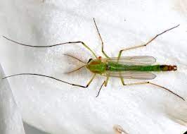As with mosquitoes and most biting flies, it is only the females that bite as they need blood to produce the next generation. Midges Family Chironomidae