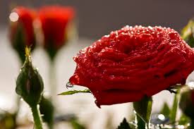 Immagini buonanotte da scaricare gratis. Wallpaper Flowers Red Italy Macro Rose Fiori Rosso Livorno 2009 Febbraio Roa Gigilivorno Febbraio2009 4272x2848 1012418 Hd Wallpapers Wallhere