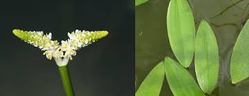 Image result for Aponogeton desertorum