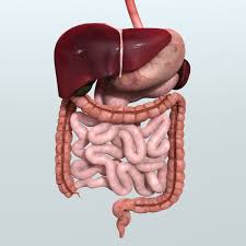 Realistic Human Digestive 3ds 3d Model Human Digestive System Digestive System Anatomy Anatomy And Physiology