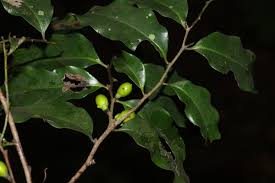 Image result for Diospyros abyssinica