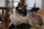 Balinese cat price range. Balinese kittens for sale cost ...