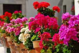 Ciceklerin Ozellikleri Nelerdir Hangi Cicek Hangi Odaya Konulmali