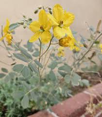 Image result for Cassia thyrsoidea