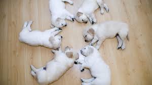 Image result for dogs sleeping