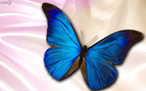 Download Blue Butterfly Wallpaper Hd Pixelstalk Net