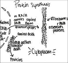 Image Result For Polypeptide Synthesis Flow Chart Amino