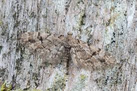 Image result for Eupithecia lanceata