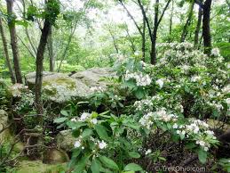 Discover hundreds of ways to save on your favorite products. Mountain Laurel In Bloom At Shallenberger Trekohio