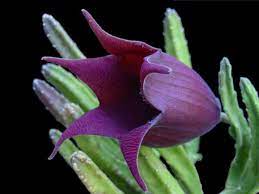 Maybe you would like to learn more about one of these? Stapelia Leendertziae Black Bells World Of Succulents