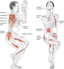 Joga Inspiracje Yoga Muscles Yoga Anatomy Bikram Yoga