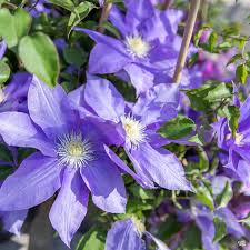Image result for Clematis simensis