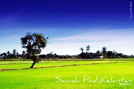 Sedikit video pemandangan sawah padi yang sedang tumbuh subur menunggu waktu untuk dituai. Sawah Padi By Onestudioz On Deviantart
