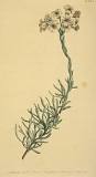 Eriocephalus africanus - Wikipedia