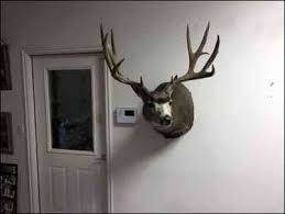 This mount will tie in everything in the room while still having that outdoors look. Mule Deer Mounts