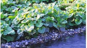 Wasabi plants grow best in temperatures between 45°f and 75°f, and they don't like major temperature fluctuations. Growing Wasabi Root In The Test Garden Sunset Magazine