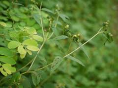 Image result for Blainvillea gayana